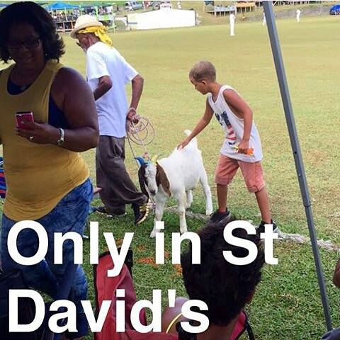 stdavidsgoat