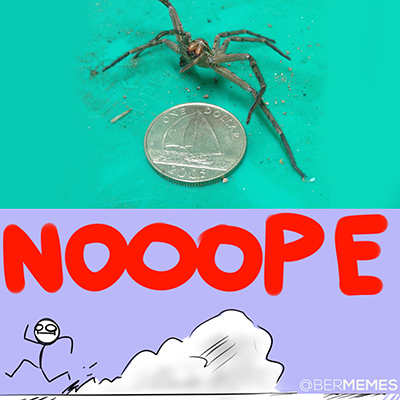 nope spider