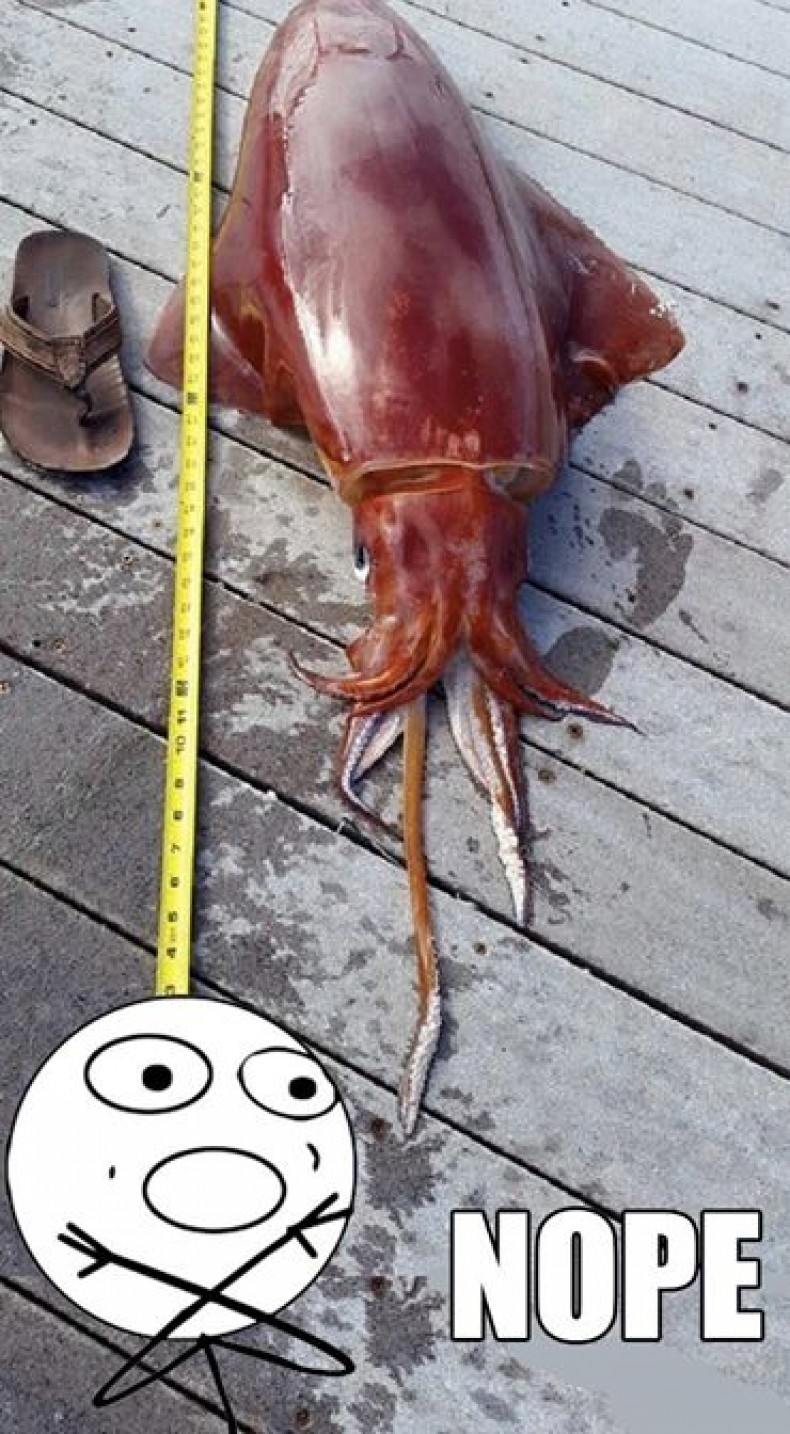 4foot squid found on South Shore? Fack det don